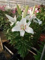 [5333 Kayenta VH No01.JPG]